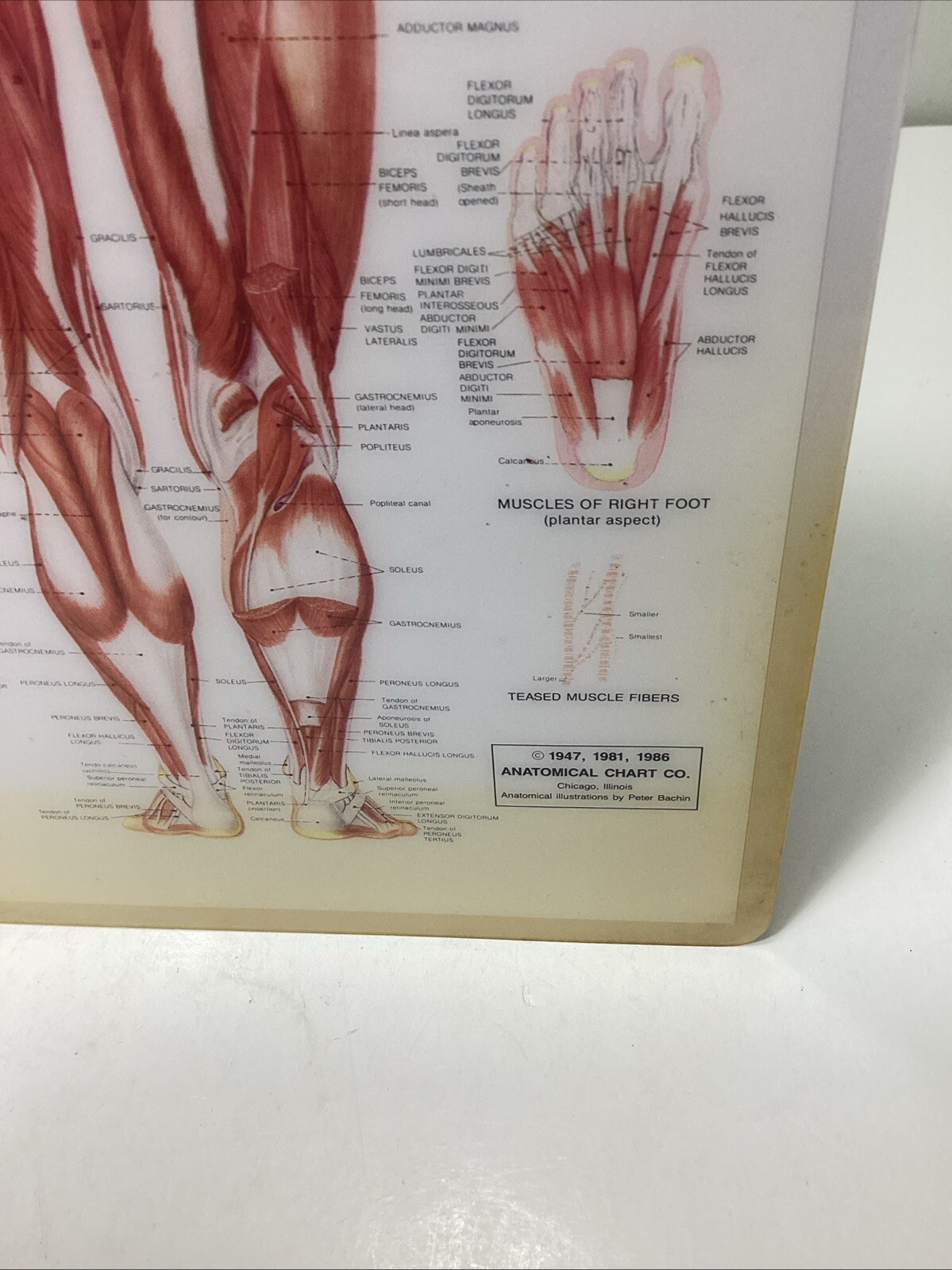 Vintage Laminated Human Muscular System Anatomical Chart - Peter Bachin