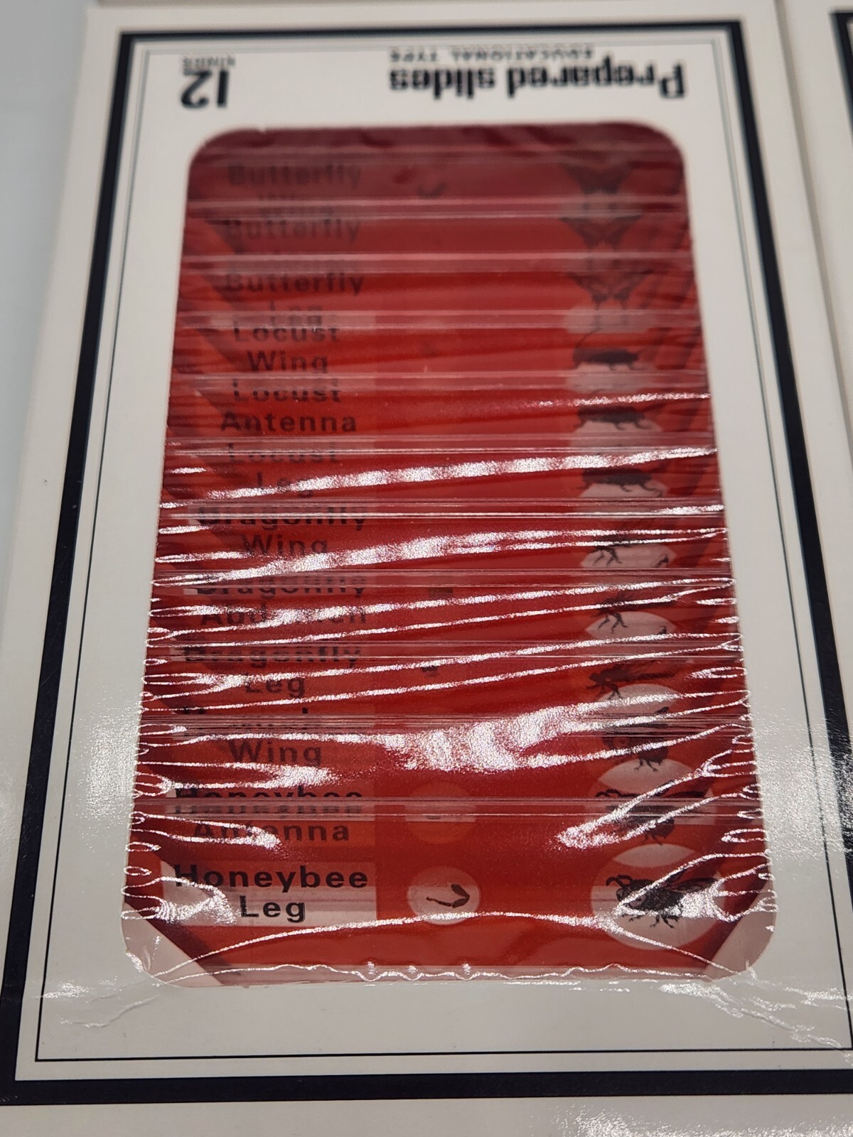 DIY-Science Prepared‎ Slides Educational Type - 48 Plastic Microscope Slides