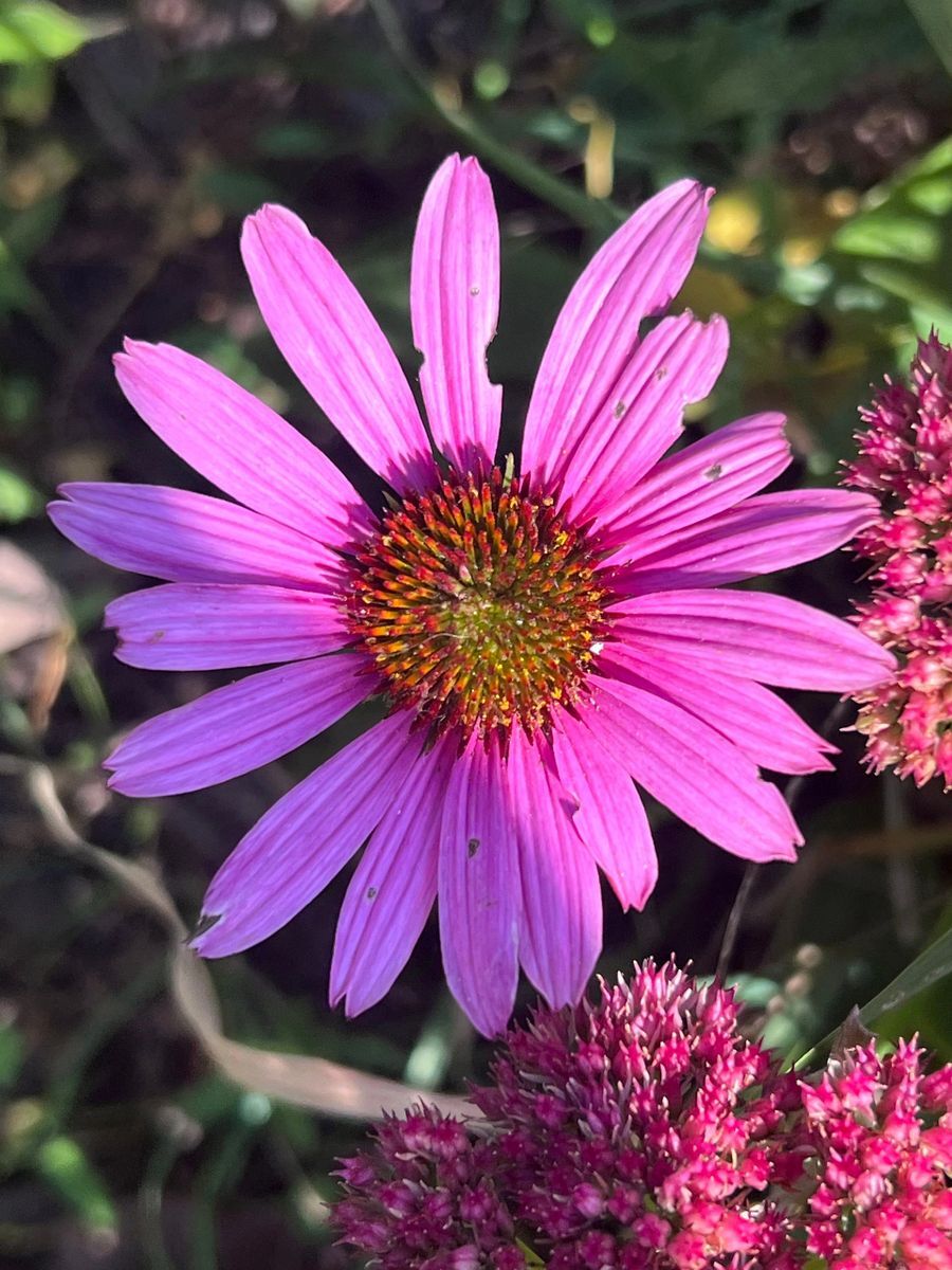 Echinacea Tincture