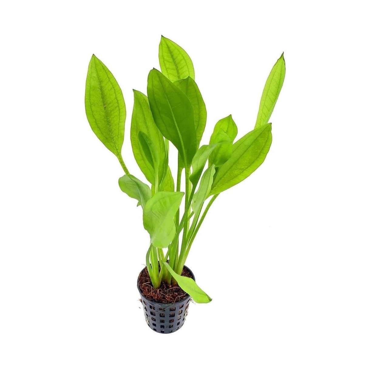 X2  Amazon Sword Plant 4”x8”H  Live Aquarium Plant Freshwater Tropical Beginner