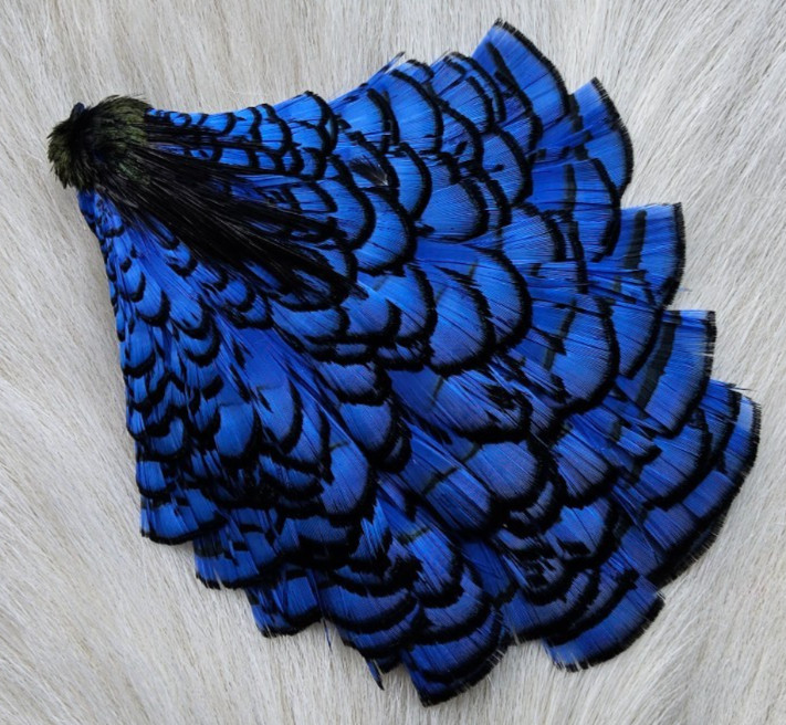 Lady Amherst Cape. Fly Tying Feather. Color; Blue.. Grade "AA"
