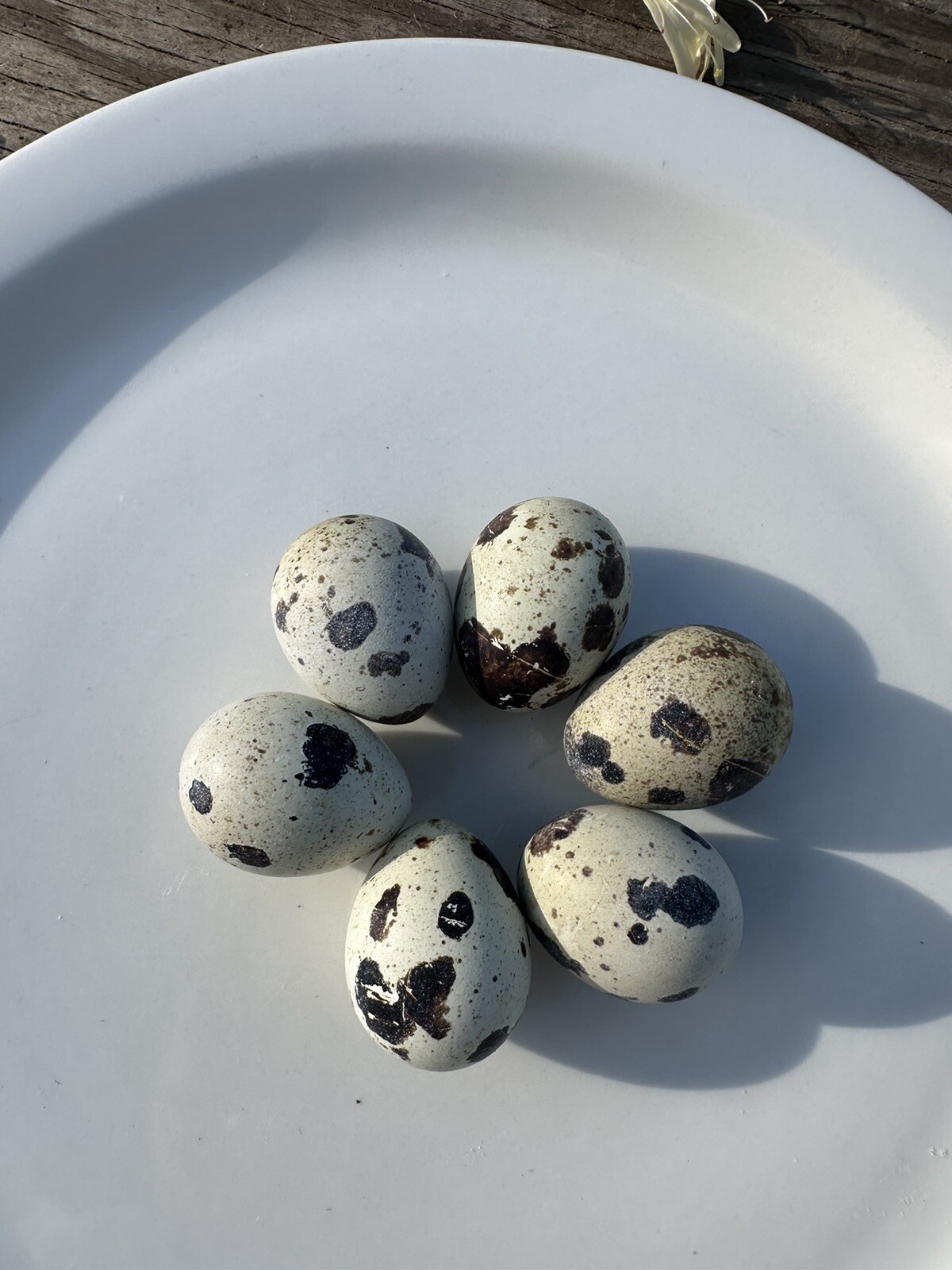 Quail 30 Jumbo Texas A&M Large Egg Layer Great meat priority ship and foam pack