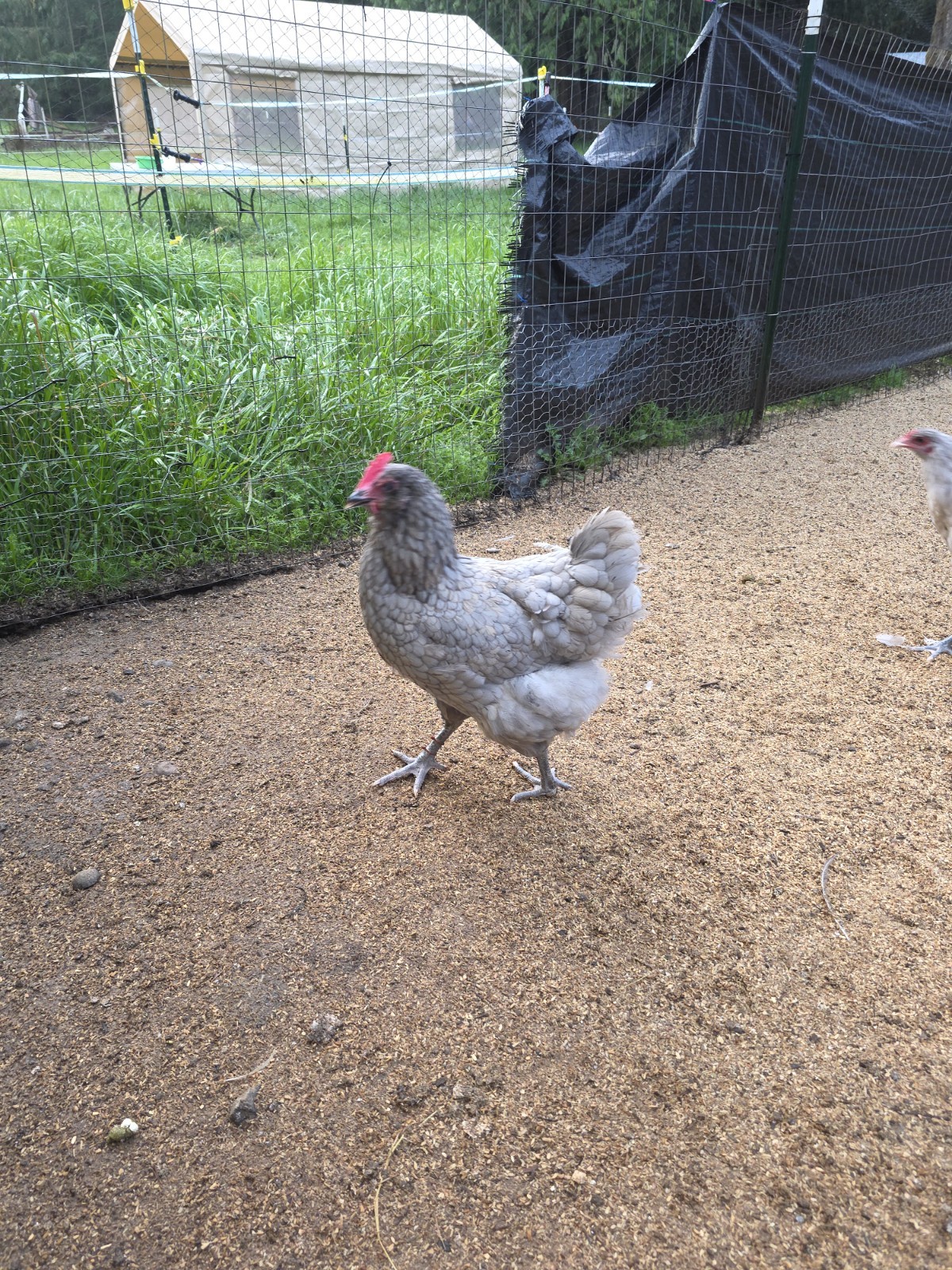 12+ *RARE* Dun Line Color Mudd Eggers! (Moss/Olive) Hatching Eggs!!