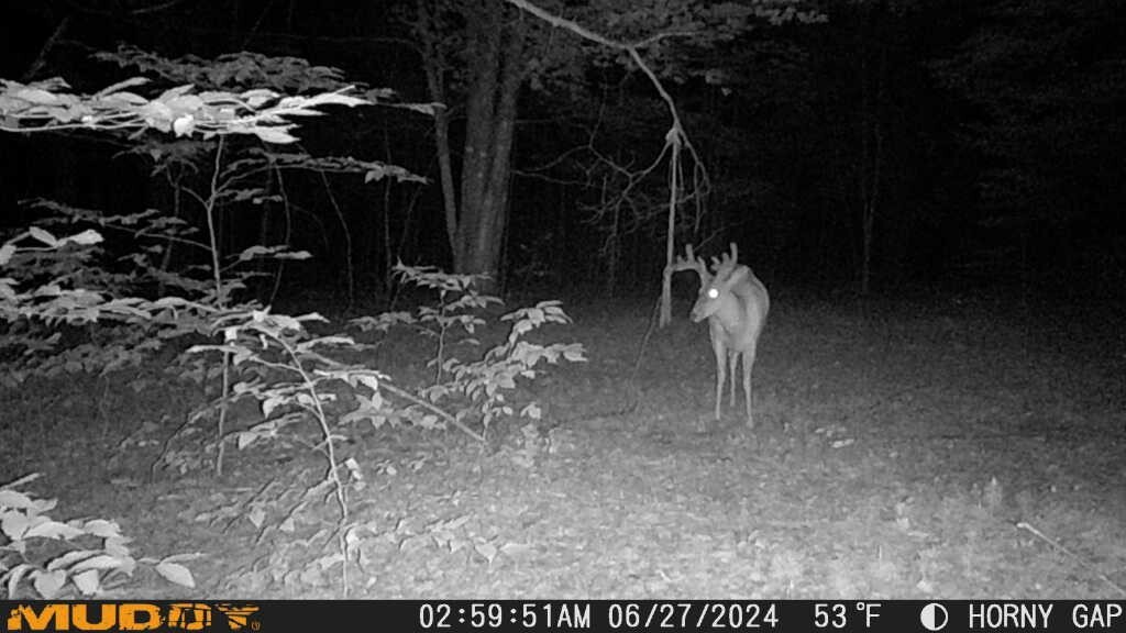 deer attractant Rope Kit! Free Shipping!