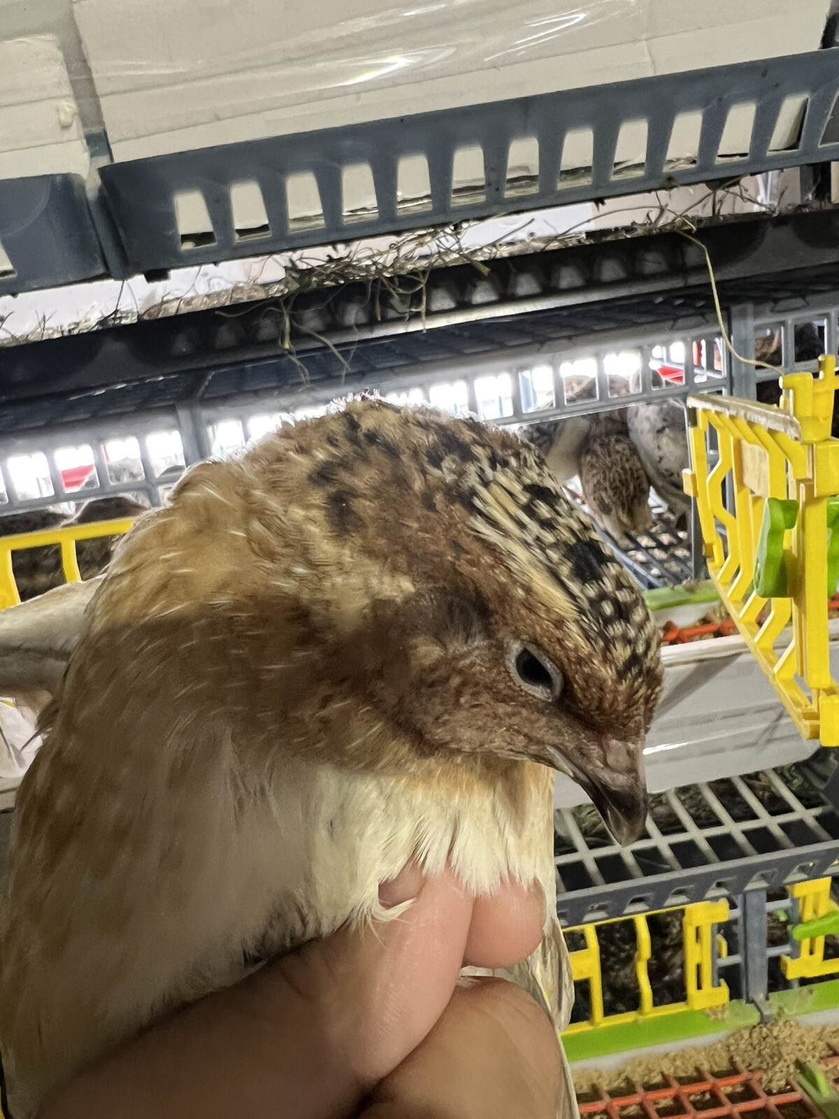 132 Jumbo Quail Hatching Eggs Rare Mix 11 Dozen