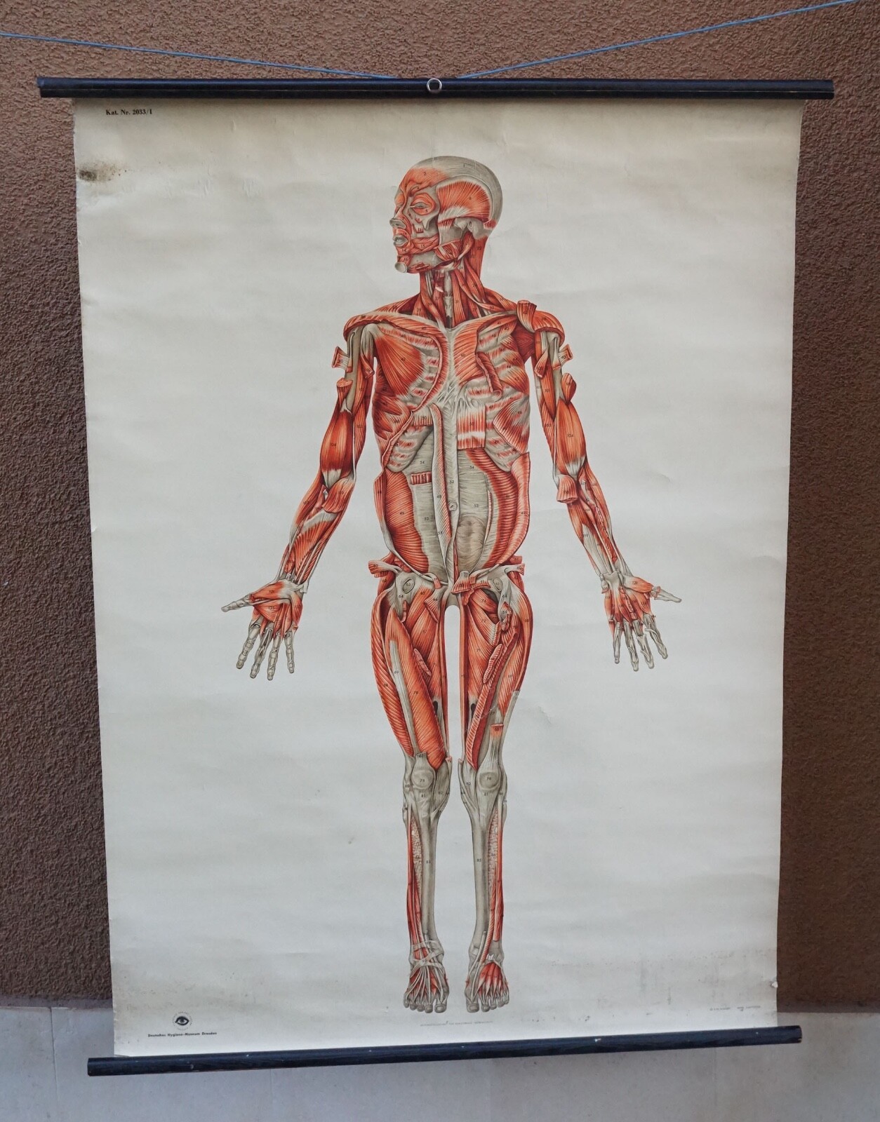1940' German Medical Human Anatomy Musculature Deep Layers Color Poster 46''