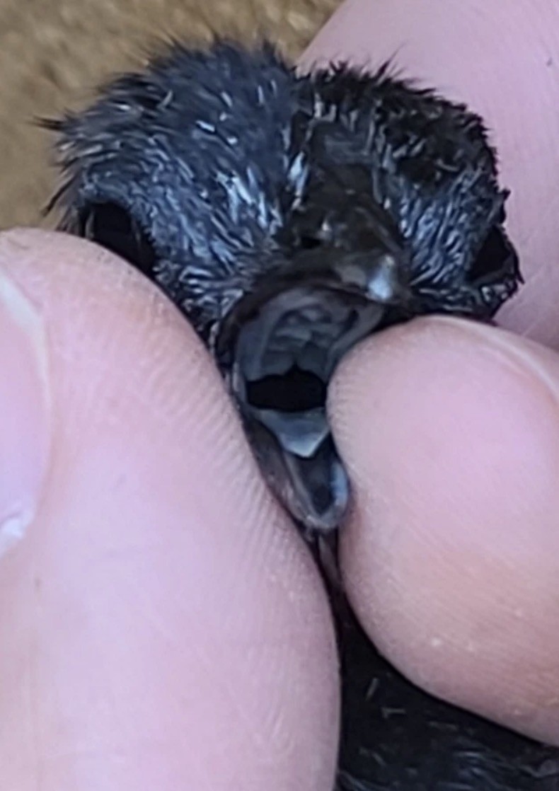 SALE 6- Fertile Extra Rare Ayam Cemani Chicken Hatching Eggs