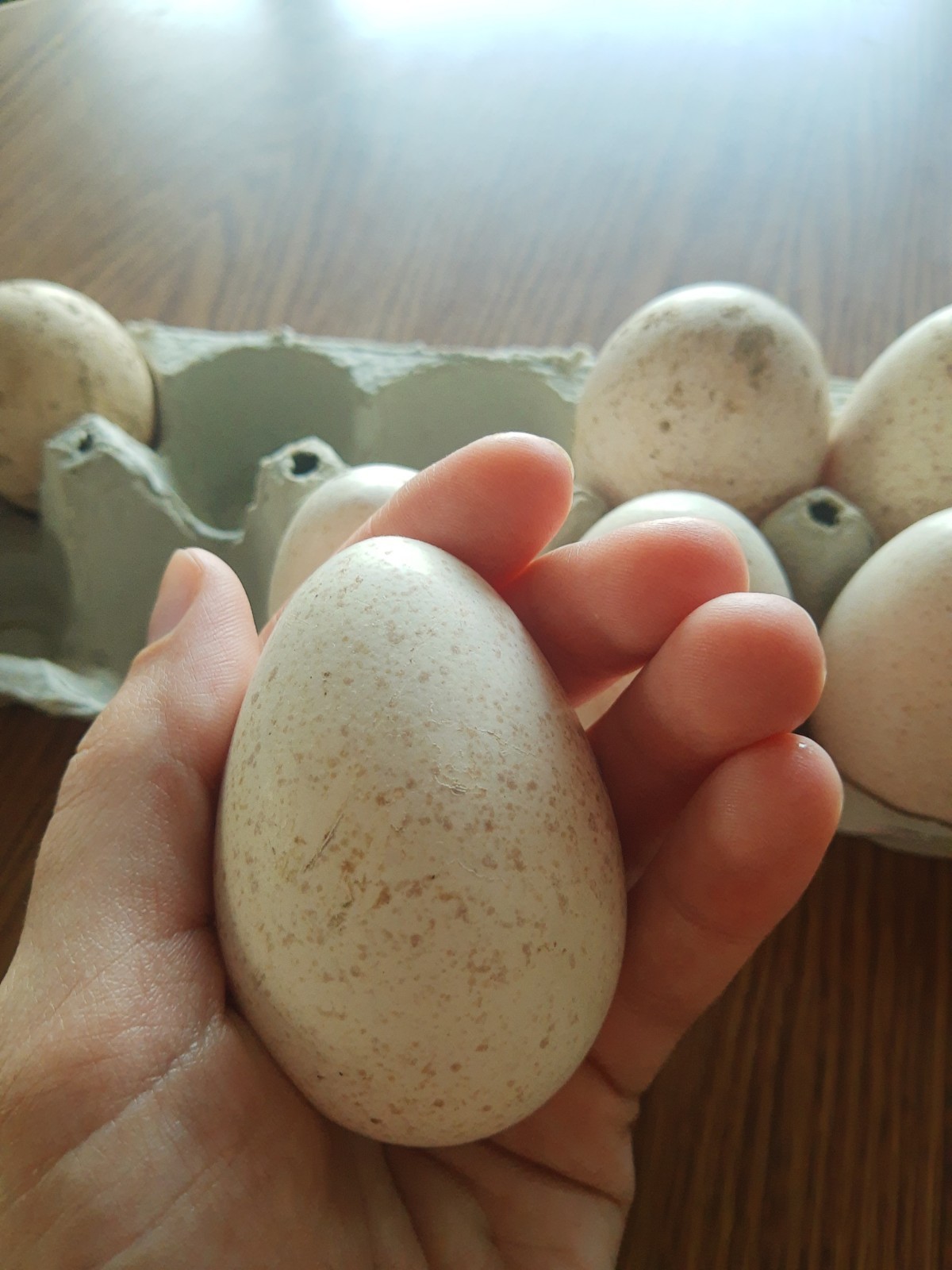 6 bourbon red turkey hatching eggs