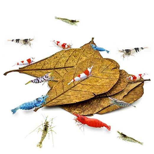 10 Pcs Catappa Indian Almond Leaves for Shrimp Medium (4-7", 10 pcs)