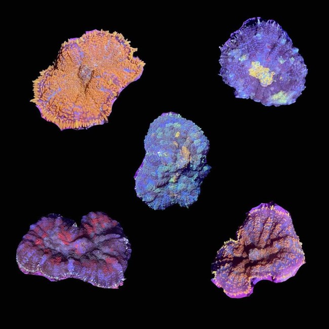 (5 PACK) Mystery Rhodactis Mushroom (3/4" - 1") - SAQ Coral Farm