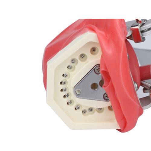 Dental Teaching Head Mold Oral Simulation Simple Head Mold Student Practice Head