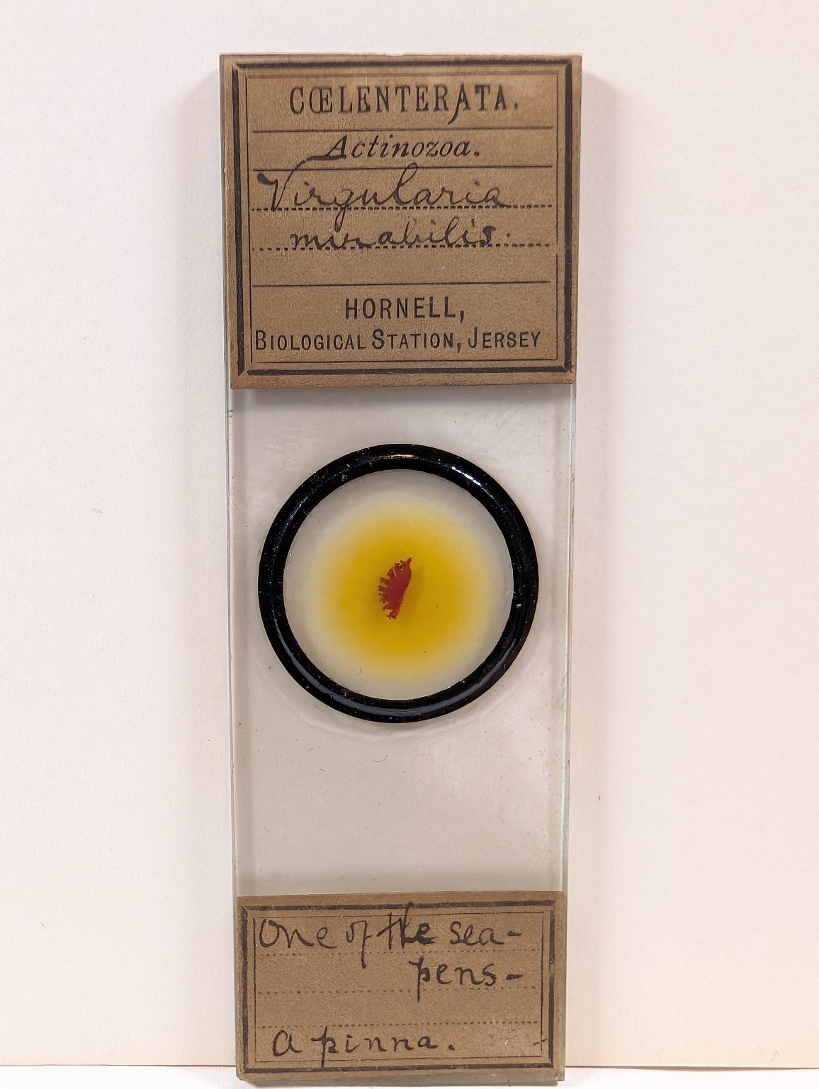 Antique Hornell Biological Station Microscope Slide Virgularia Sea Pen