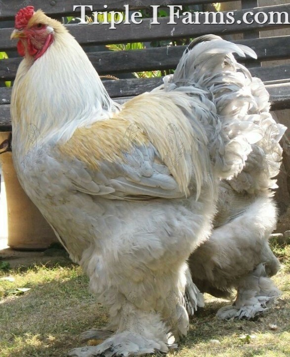 6+ GIANT LARGE FOWL ~ISABEL BRAHMA fertile chicken hatching eggs ~QUALITY A+++