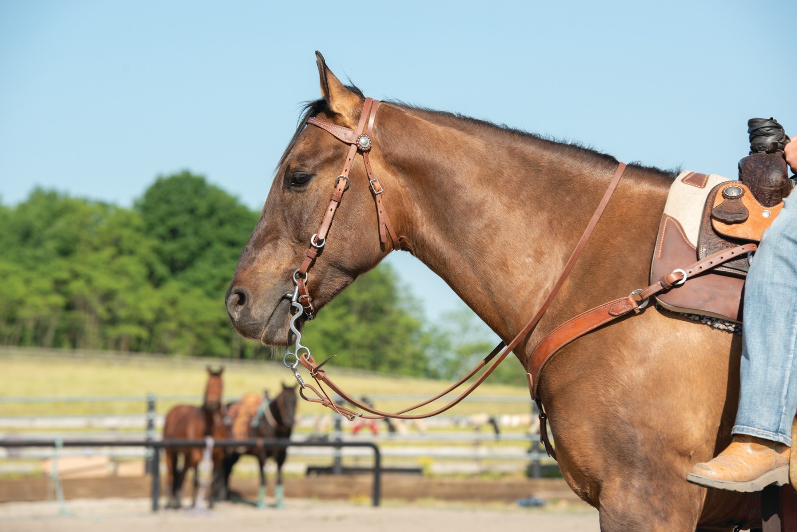 Weaver Leather, Latigo Leather Headstall