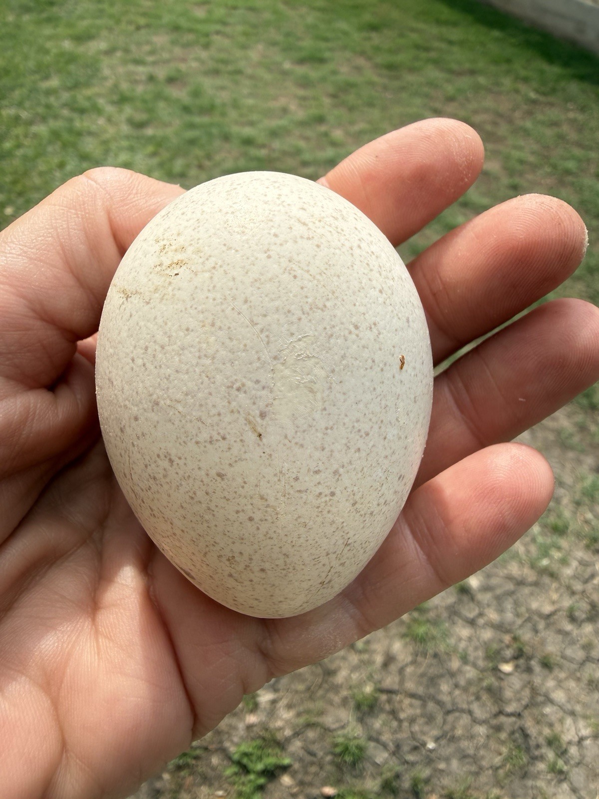 3 Texas Rio Grande Turkey Hatching Eggs