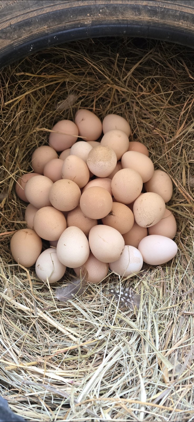 24+ 2 Guinea Hatching Eggs- Double Boxed- 5 ⭐️ Reviews