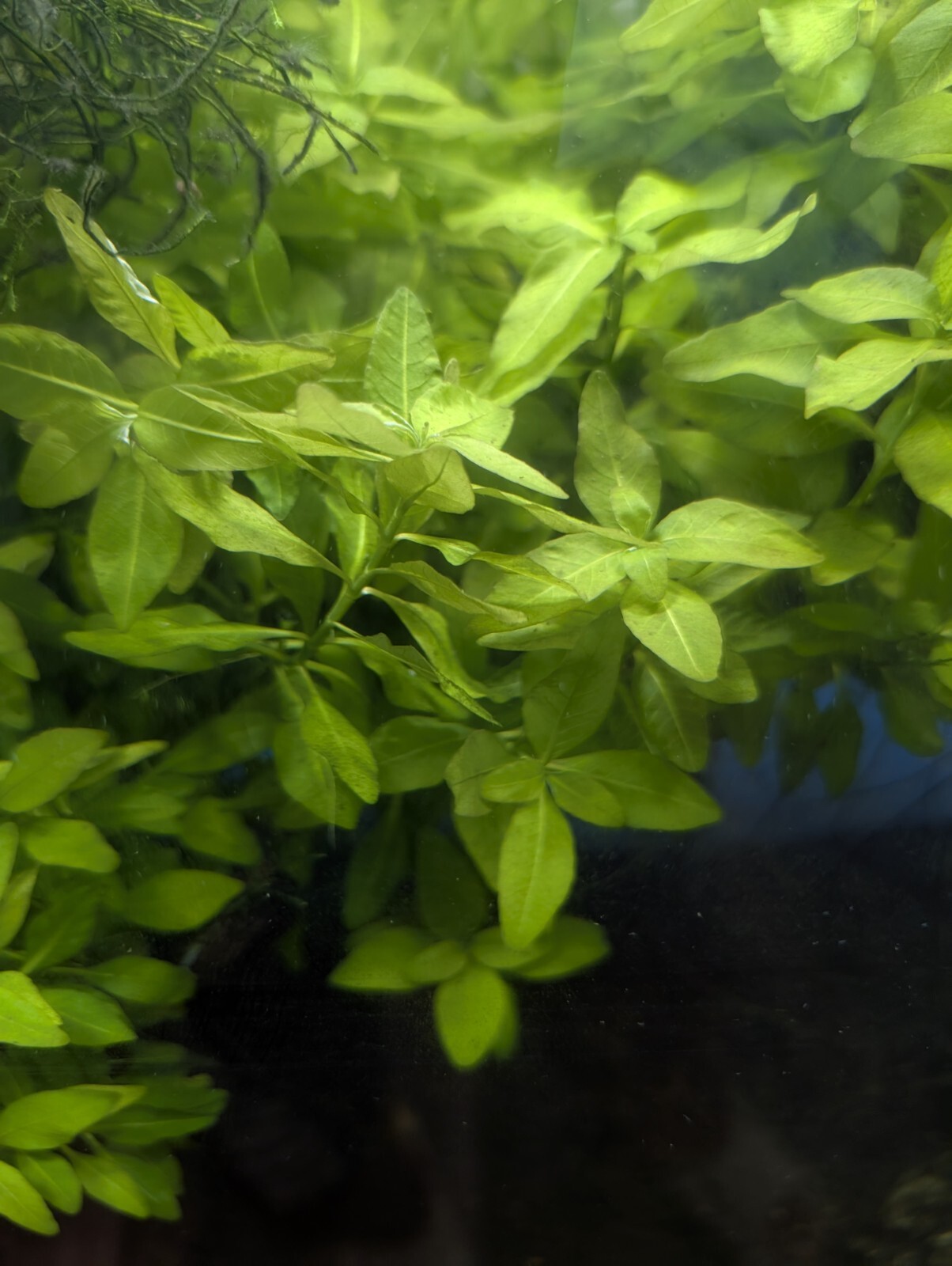 4× green Aqua Plants Hygrophila Polysperma  Free Priority Shipping