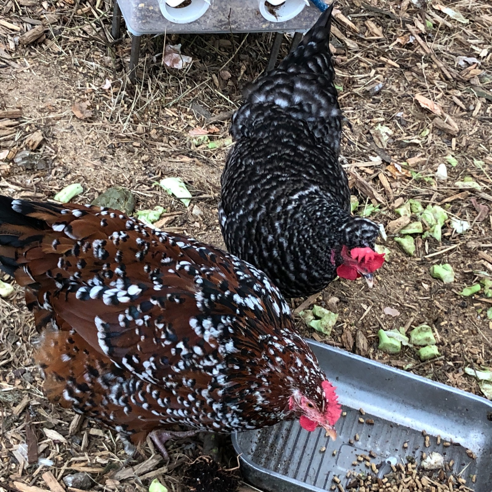 11+ Fertile Chicken Hatching Eggs BarnyardMix/Crested/Easter/Rare Breed Possible
