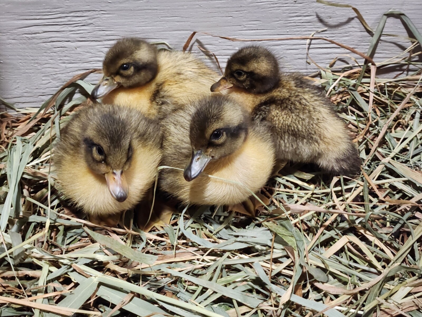 6++ Organically raised Welsh Harlequin Hatching Eggs. NPIP cert. 35-0909