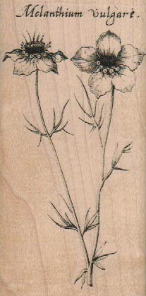 Melanthium Vulgare 2 1/4 x 4 1/4" Rubber Stamp, Plants Stamp, Flowers, Trees