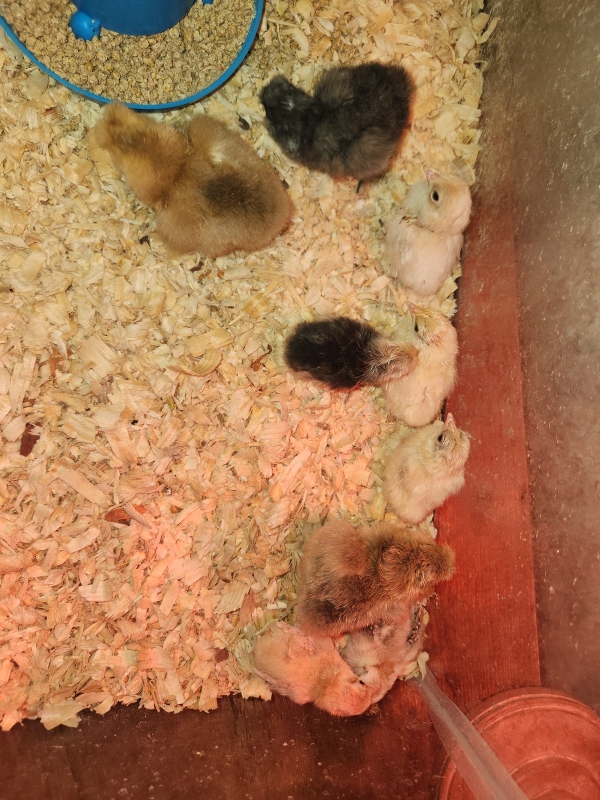 10++ Fertile Show Quality Serama Chicken Hatching Eggs