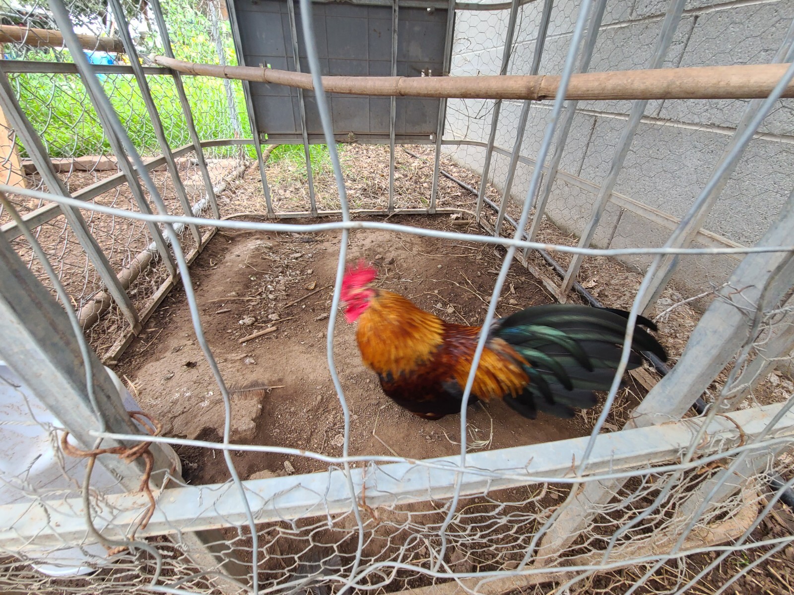 MINI SERAMA CHICKEN ALIVE
