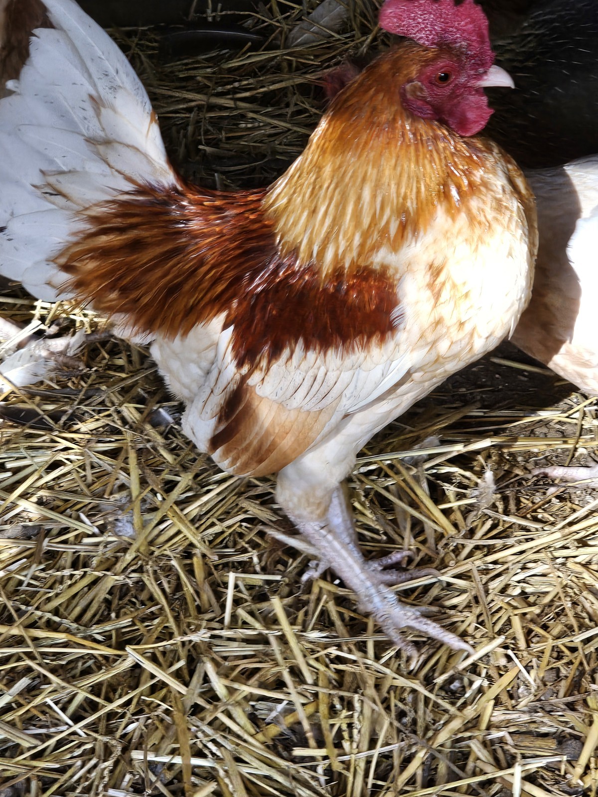 12 Old English Bantams