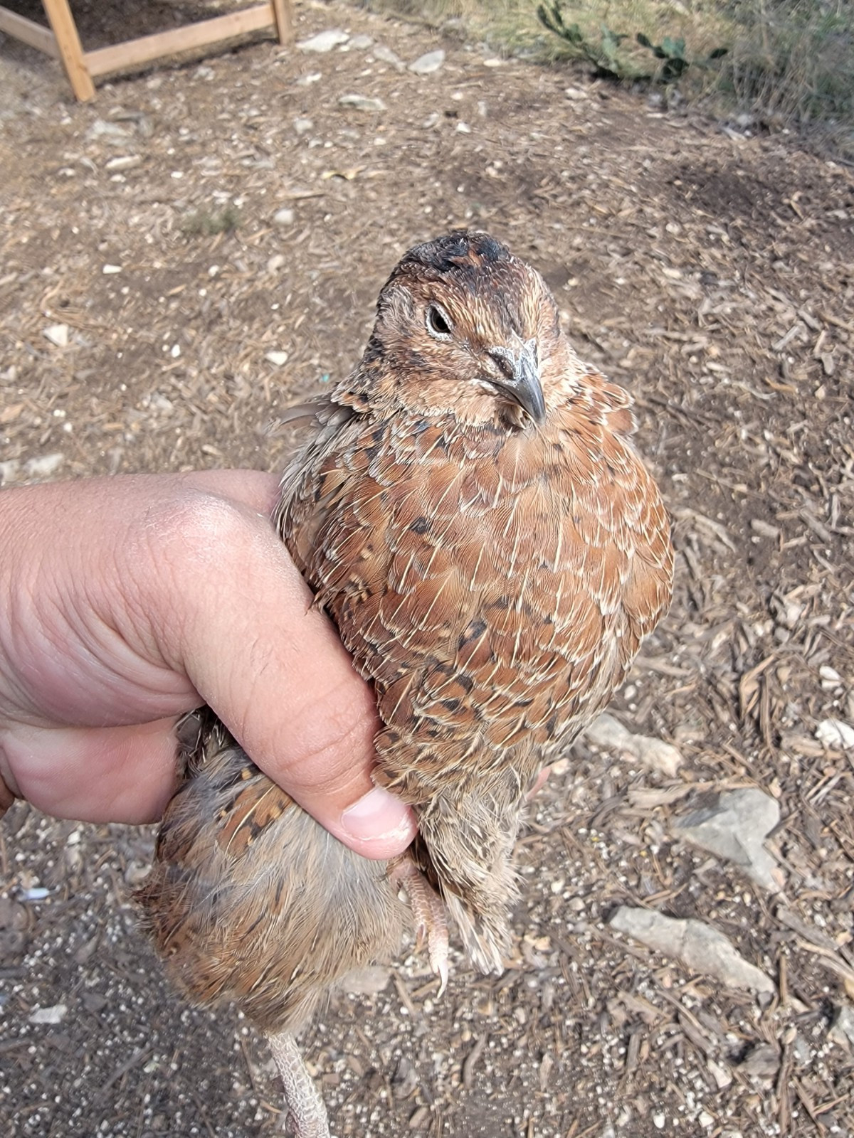 40+ - Celadon Quail hatching eggs - TRUE BLUE - Beautiful!!