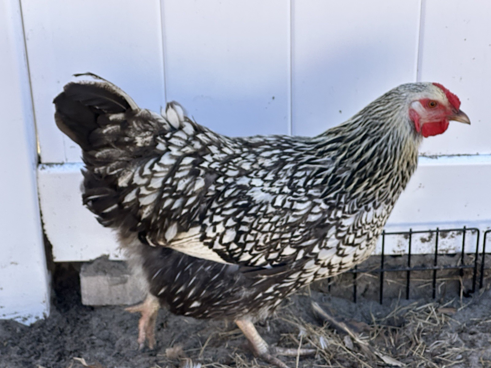 16+ Breeds Chicken Fertile Hatching Eggs, (12) 🐣 fertilized hatching eggs ❤️
