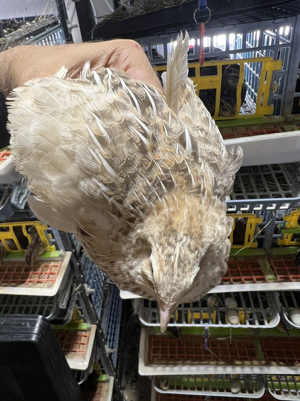 132 Jumbo Quail Hatching Eggs Rare Mix 11 Dozen