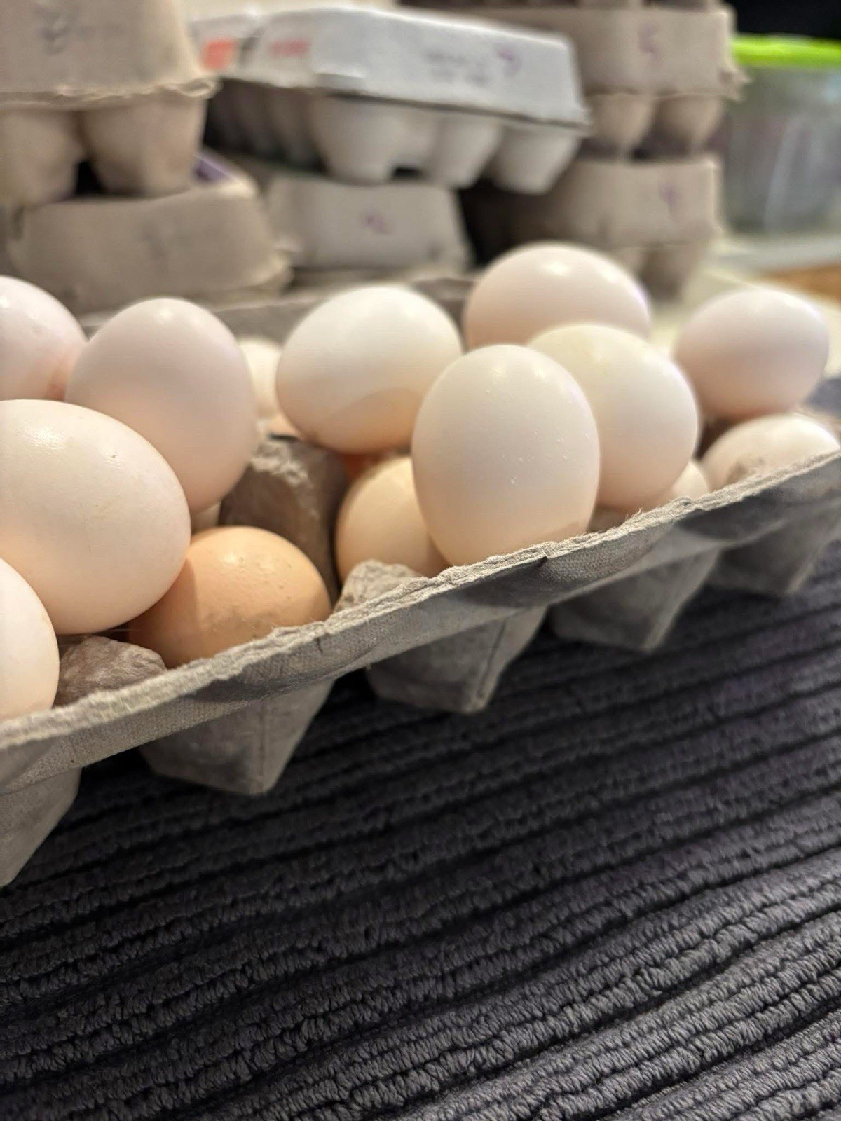 Show Quality Potential Silkie Hatching Eggs - Chicken