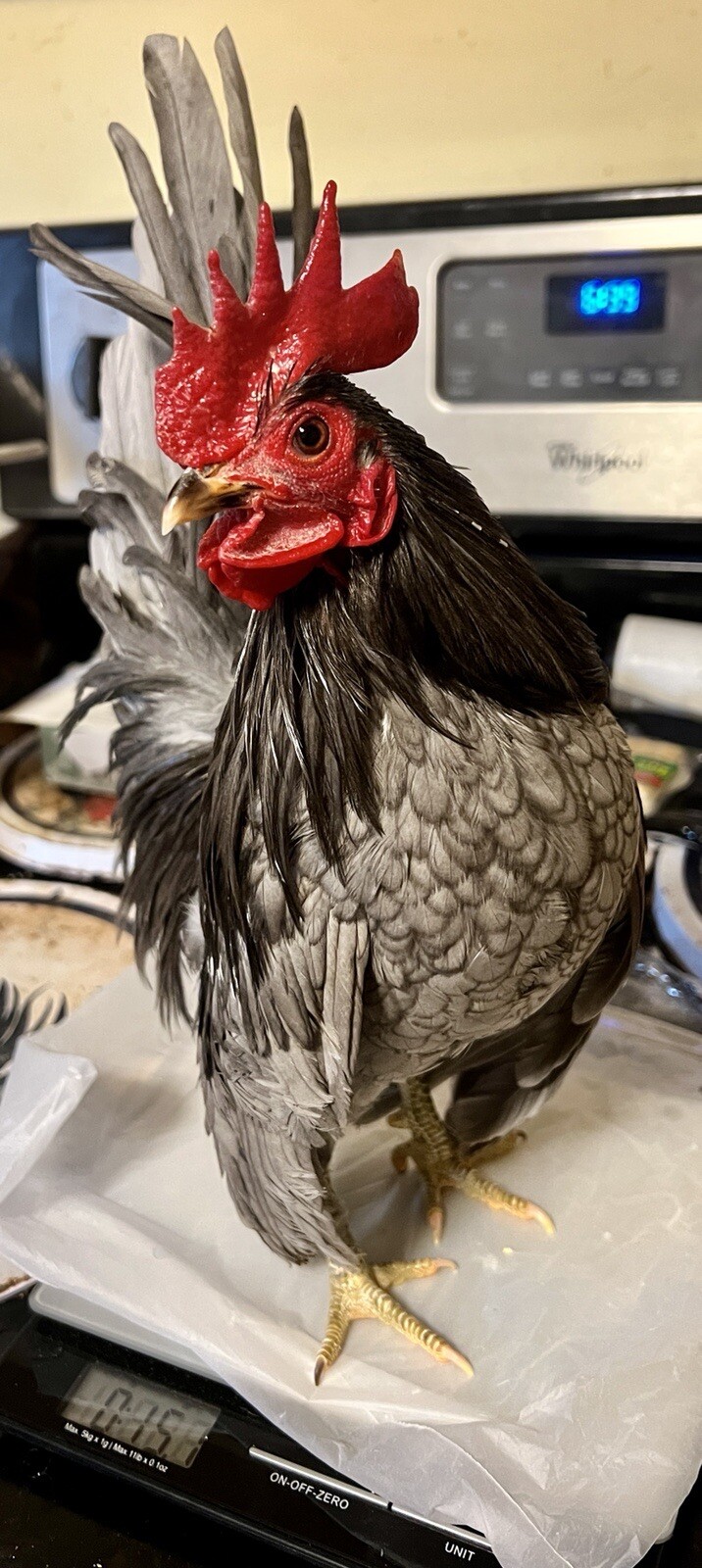 4+2 Extra🐣 💯 PURE Serama Hatching Eggs ❣ **assortment (Hen's Choice)***￼
