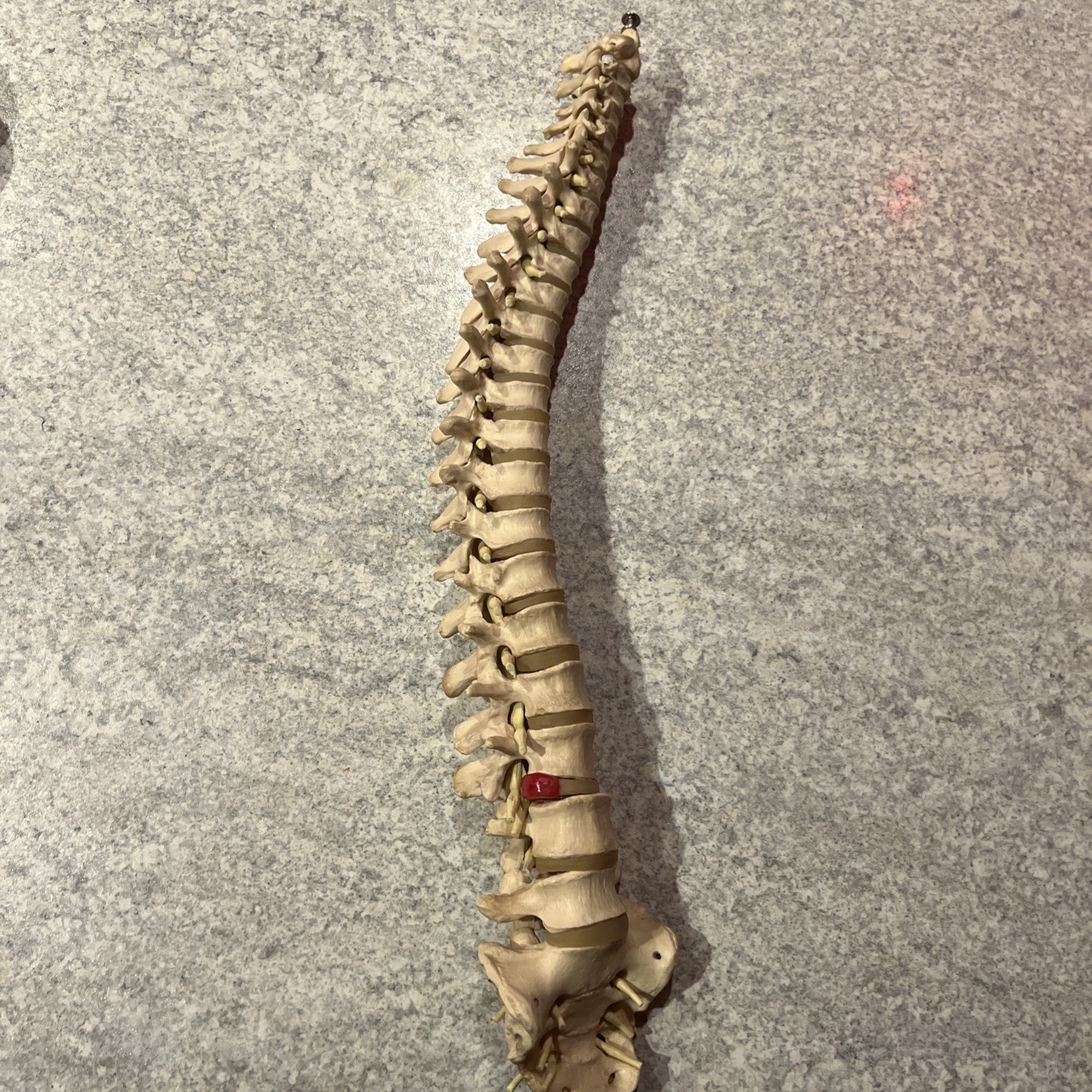 Resin Human Vertebral Column with Pelvis Skeleton Model Medical Anatomical Spine