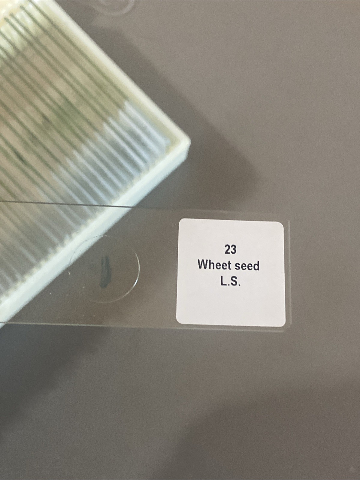 Maxlapter 49 Microscope prepared slides Insect Plant Human Microorganisms
