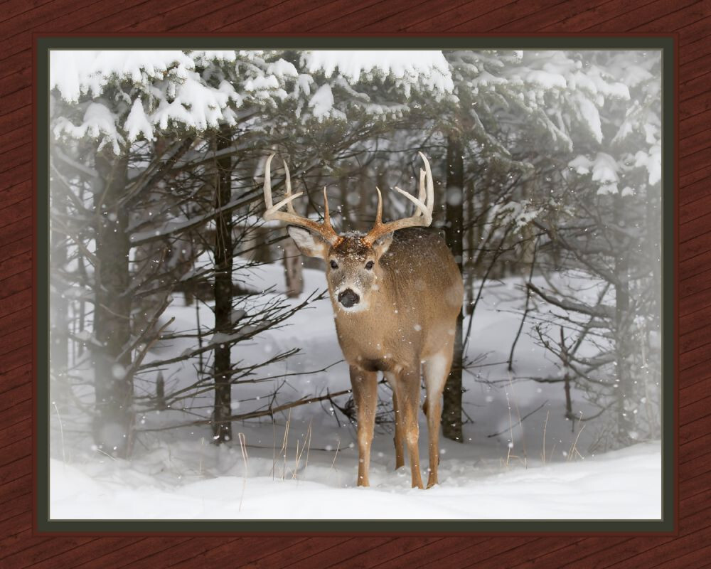 Winter Trophy D2