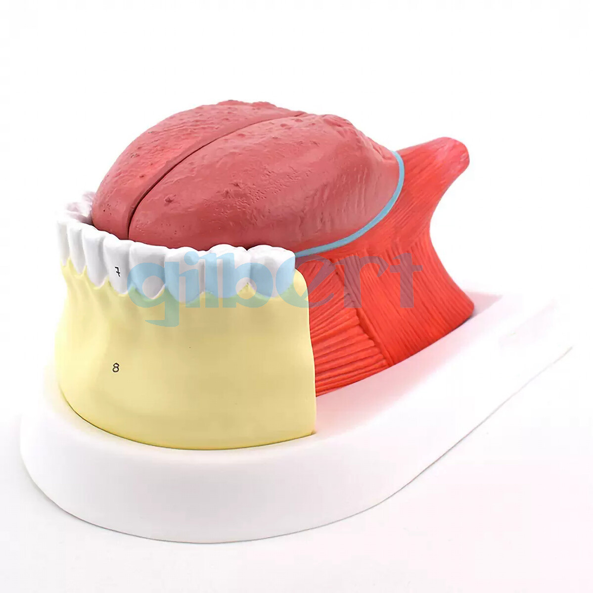 PVC Human 4 Parts 2.5x Larger Tongue with Teeth Model Medical Anatomical School