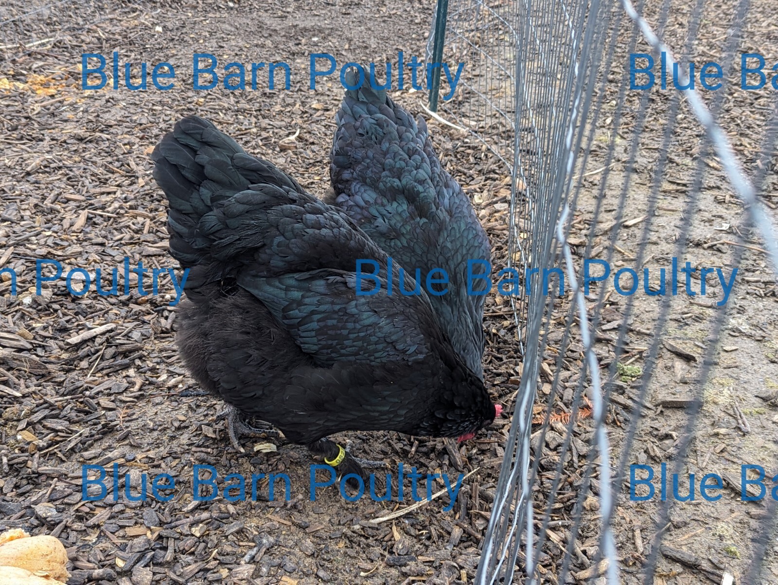 6 Solid Black Marans Chicken Hatching Eggs. Purebred. NPIP.