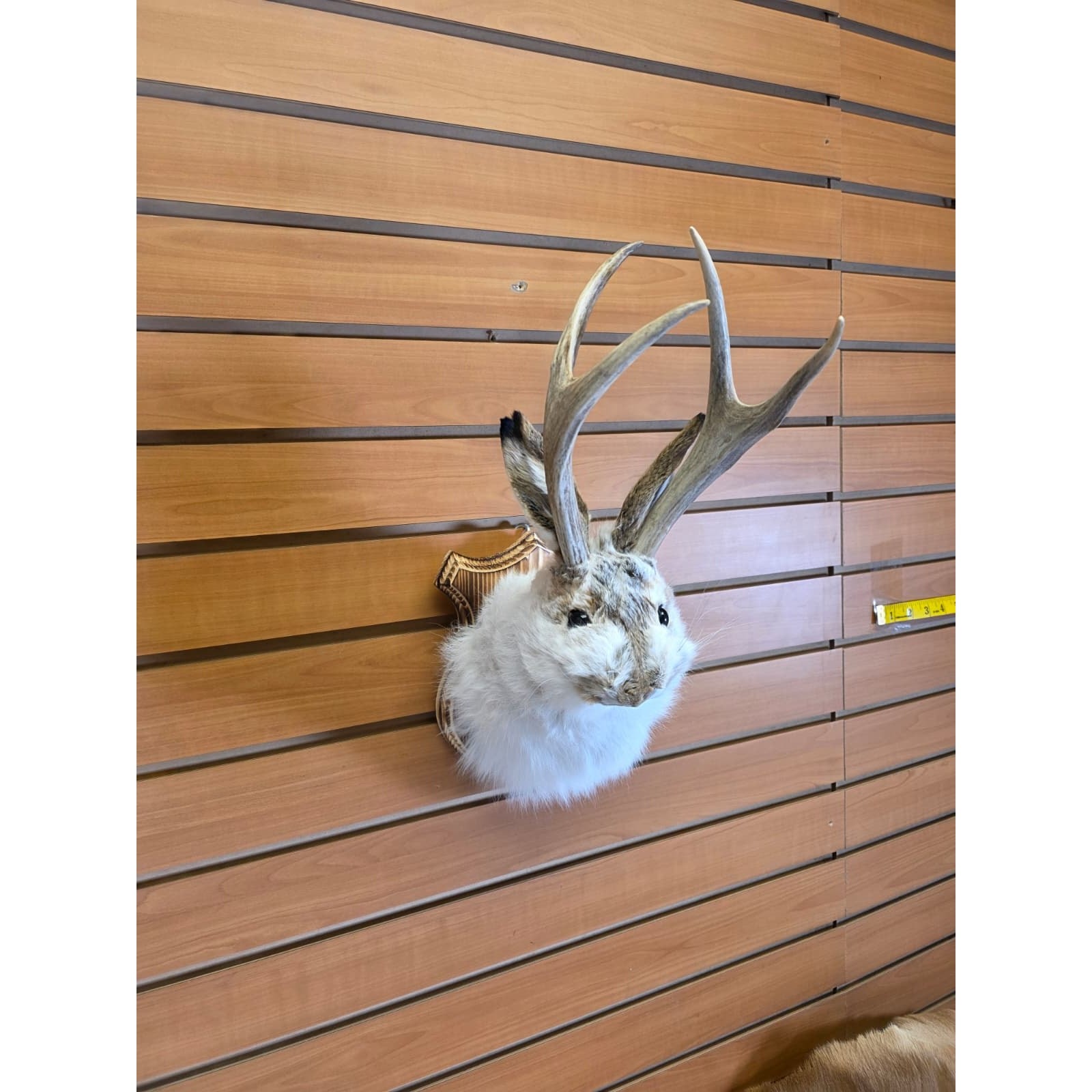 FHJK1 - Jackalope Head Taxidermy Mount