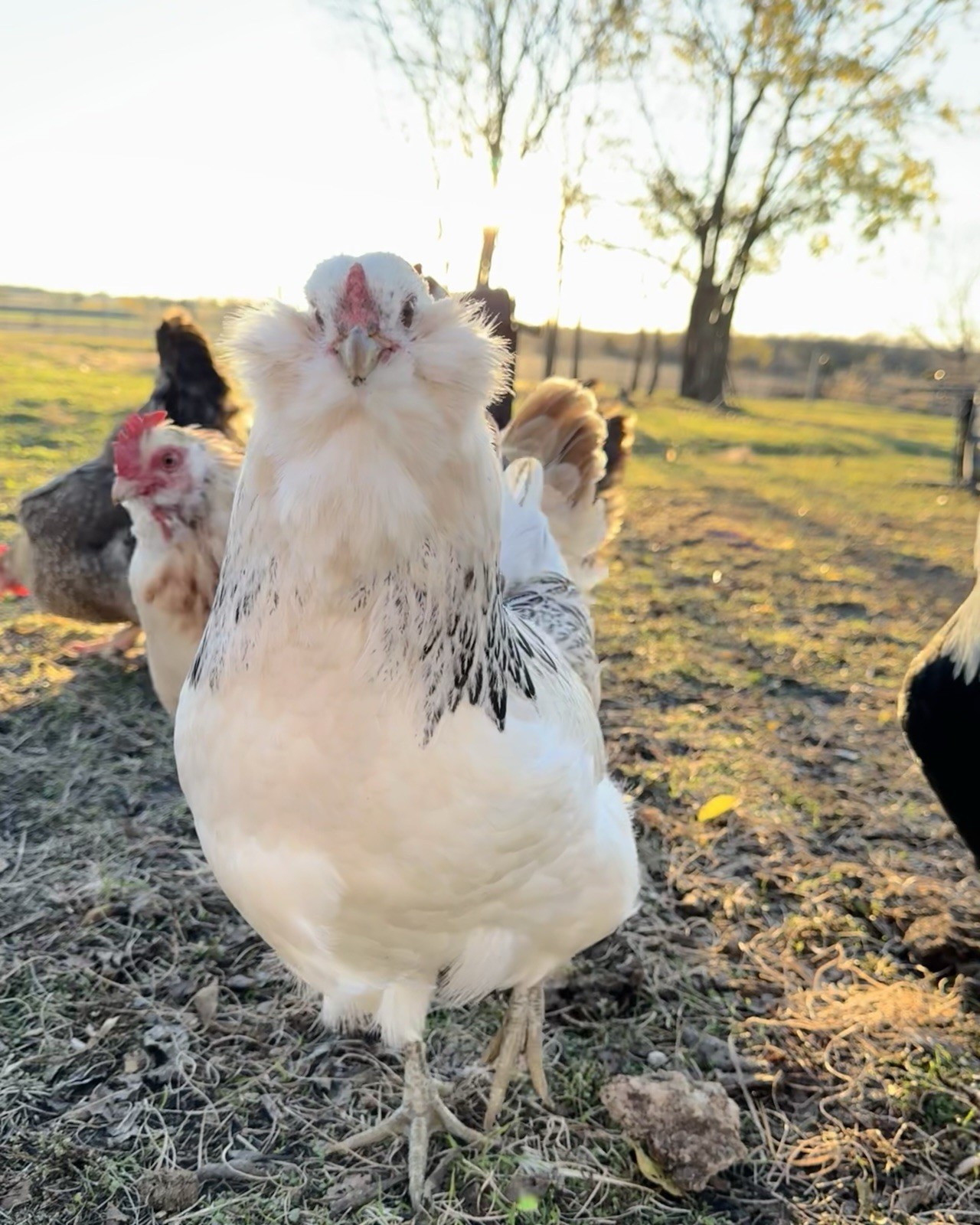 12+ Chicken Hatching Eggs Ameraucana, Easter/Olive Egger, Faverolles, Marans