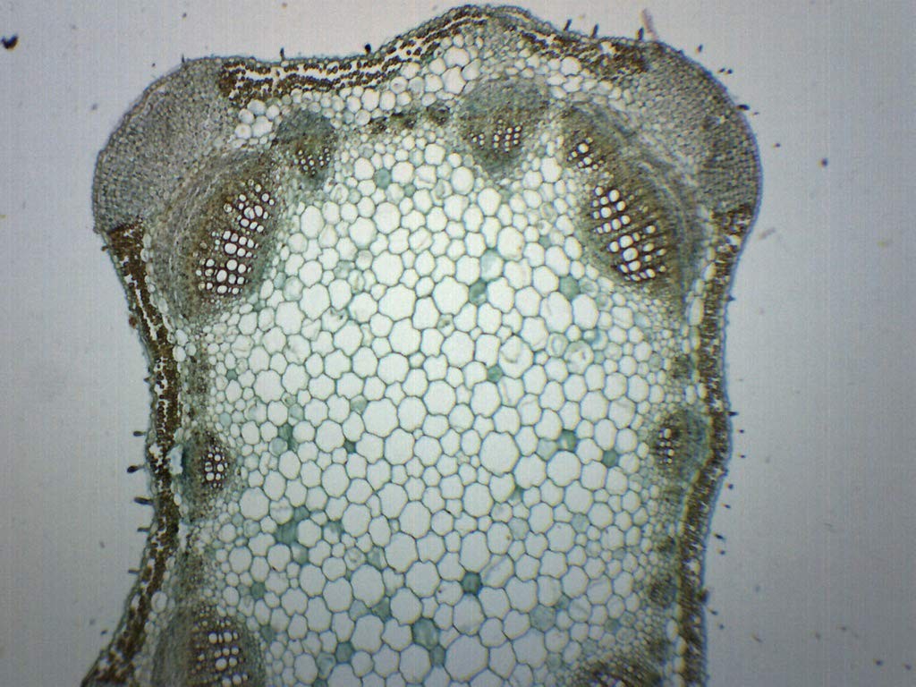 Lavender Stem, Cross Section - Prepared Microscope Slide - 75 x Single