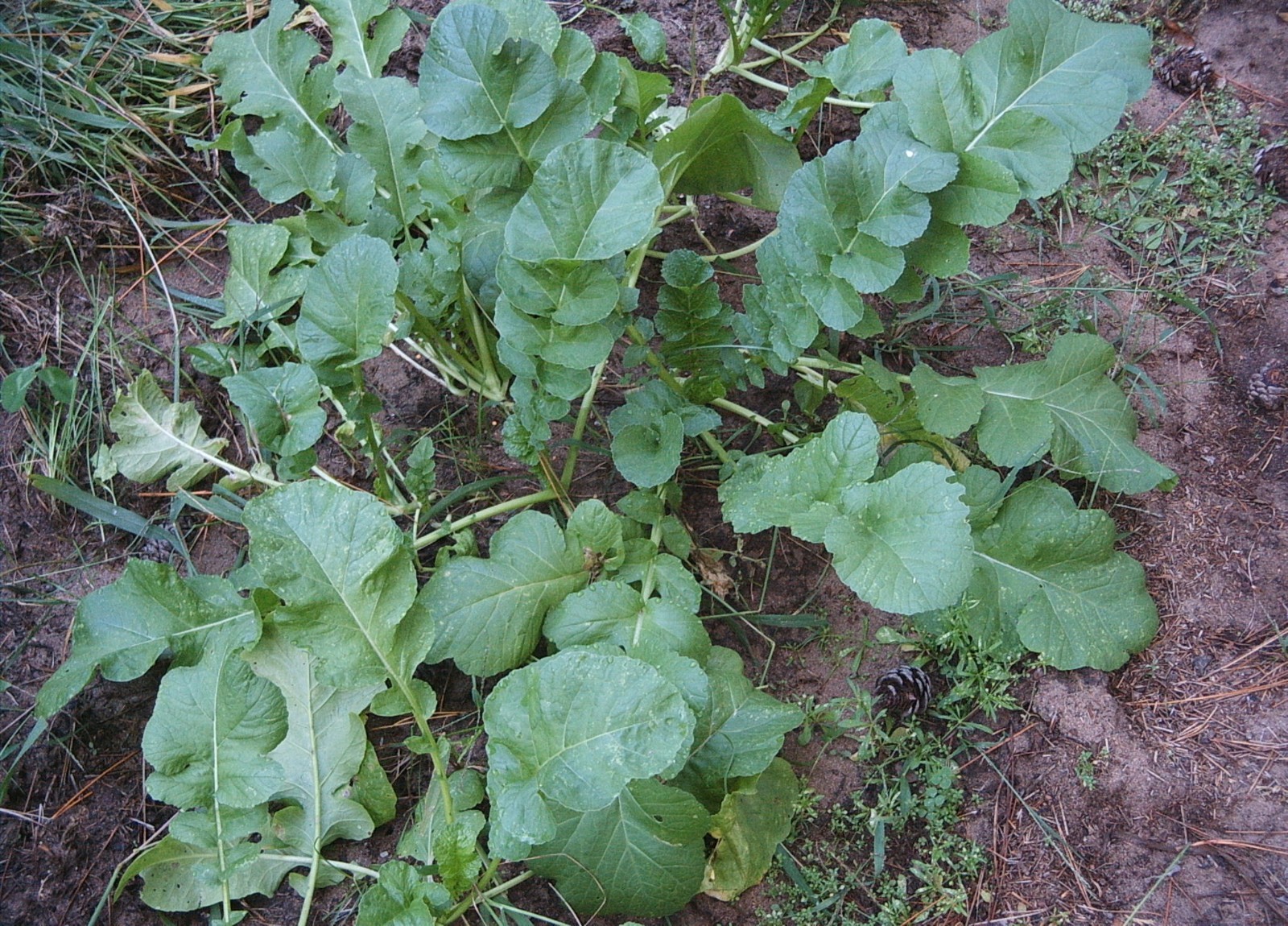 FOOD PLOT seed - 10 lbs BIG Daikon Forage RADISH - HUGE! - MAXI-RACK