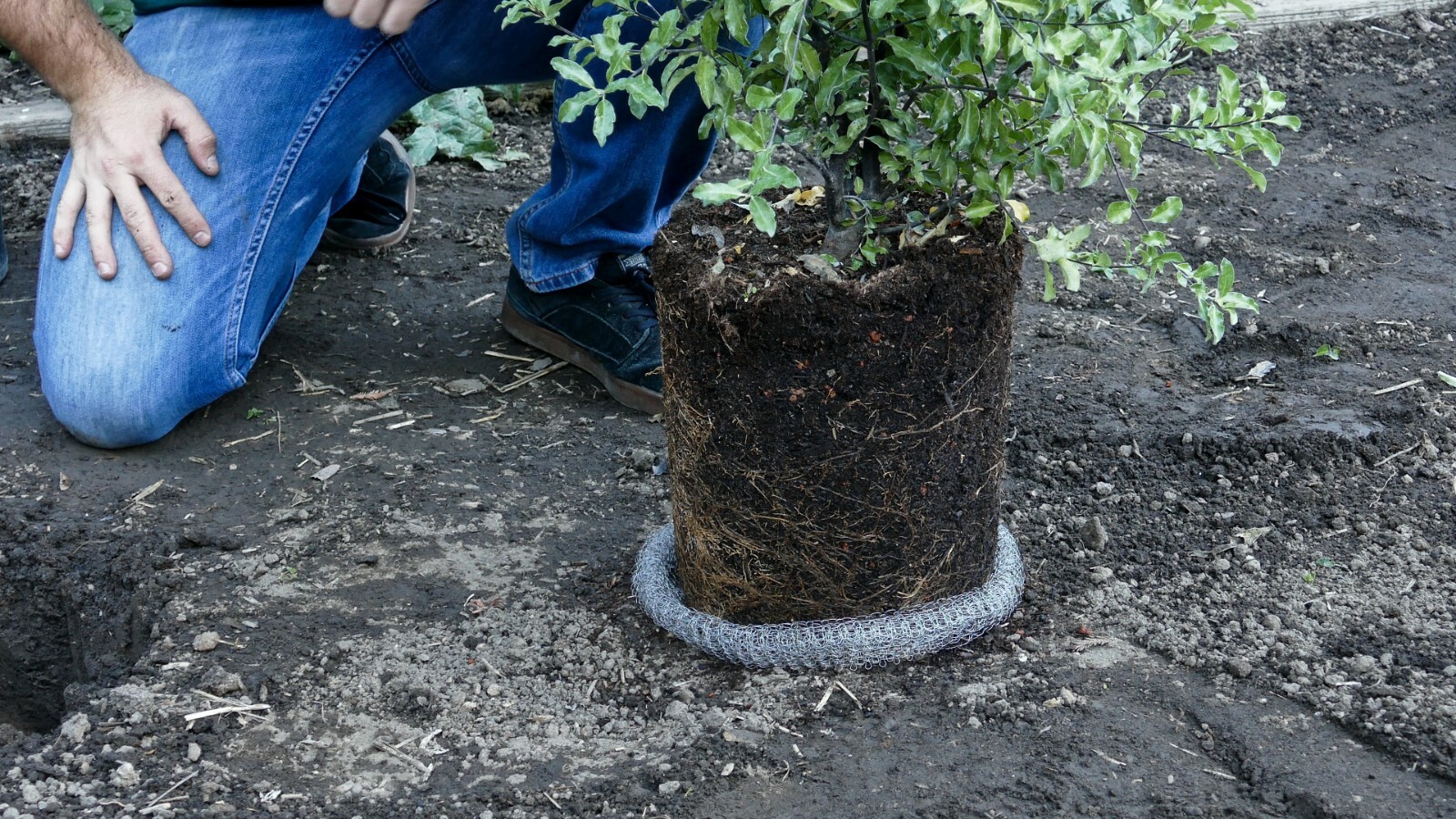 2-Gallon Digger's RootGuardTM Speed Baskets, Gopher Wire Baskets 2-Pack