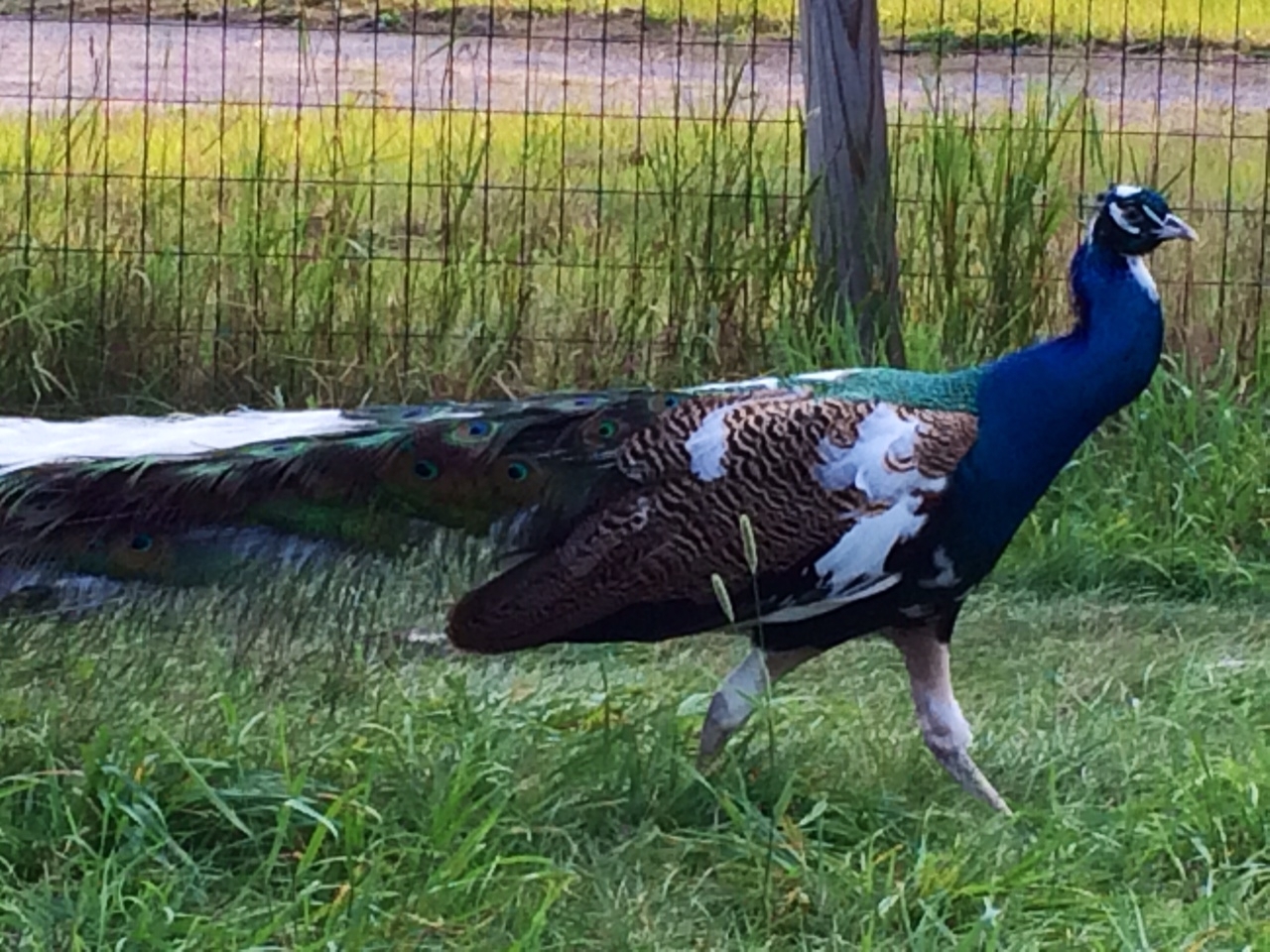 5 "MIXED VARIETY" PEACOCK / PEAFOWL HATCHING EGGS!!!!