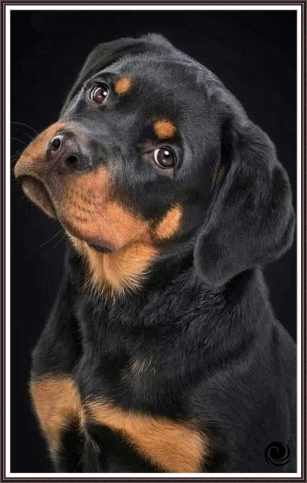Rottweiler -Portrait 1207 - Chart Counted Cross Stitch Pattern craft