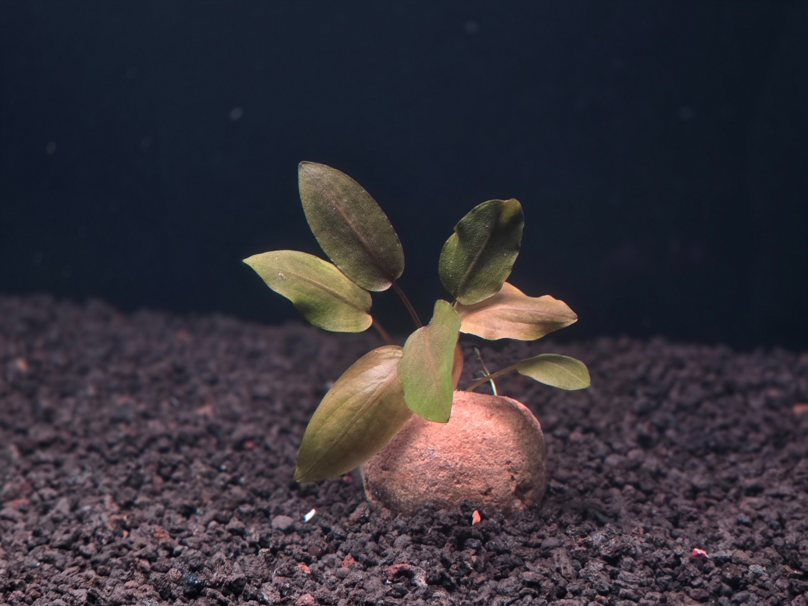 Lagenandra Meeboldii 'Red'- Live Aquatic Plants - Epiphyte fish shrimp tank