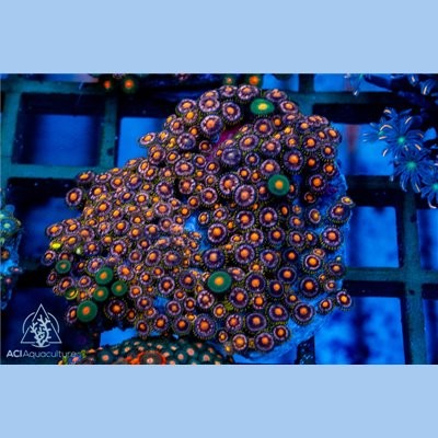 Purple Orange Zoanthid Colony WYSIWYG - SAQ Coral Farm