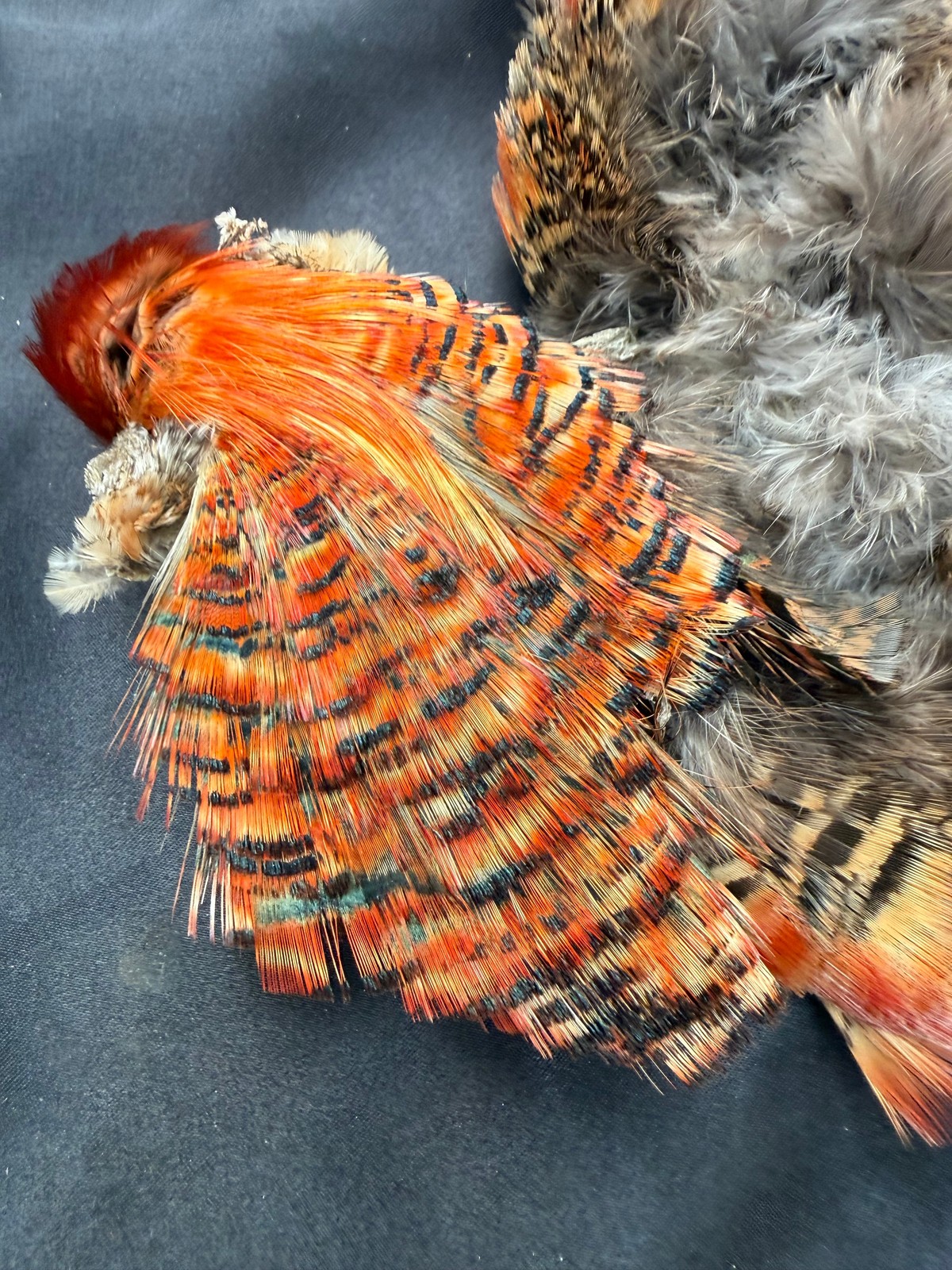 Splash Golden  Pheasant Tippets RARE RARE