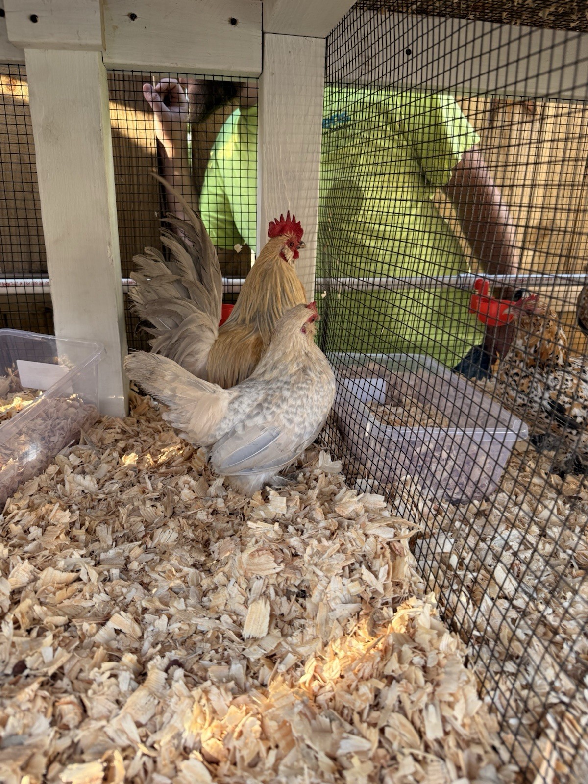 6 D'Uccle Bantam Hatching Eggs