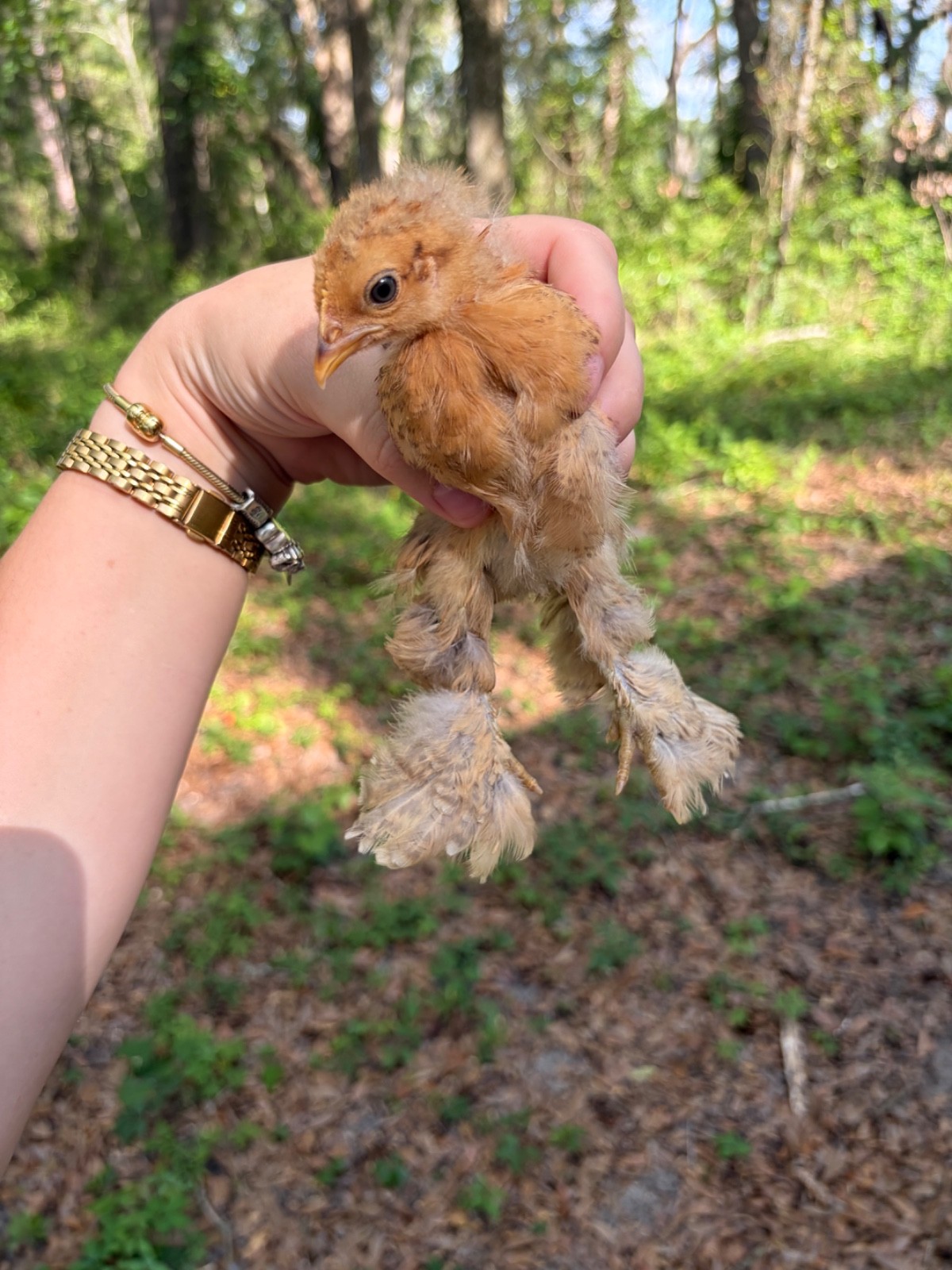 6+ Calico Cochin Bantam Hatching Eggs! 🐥