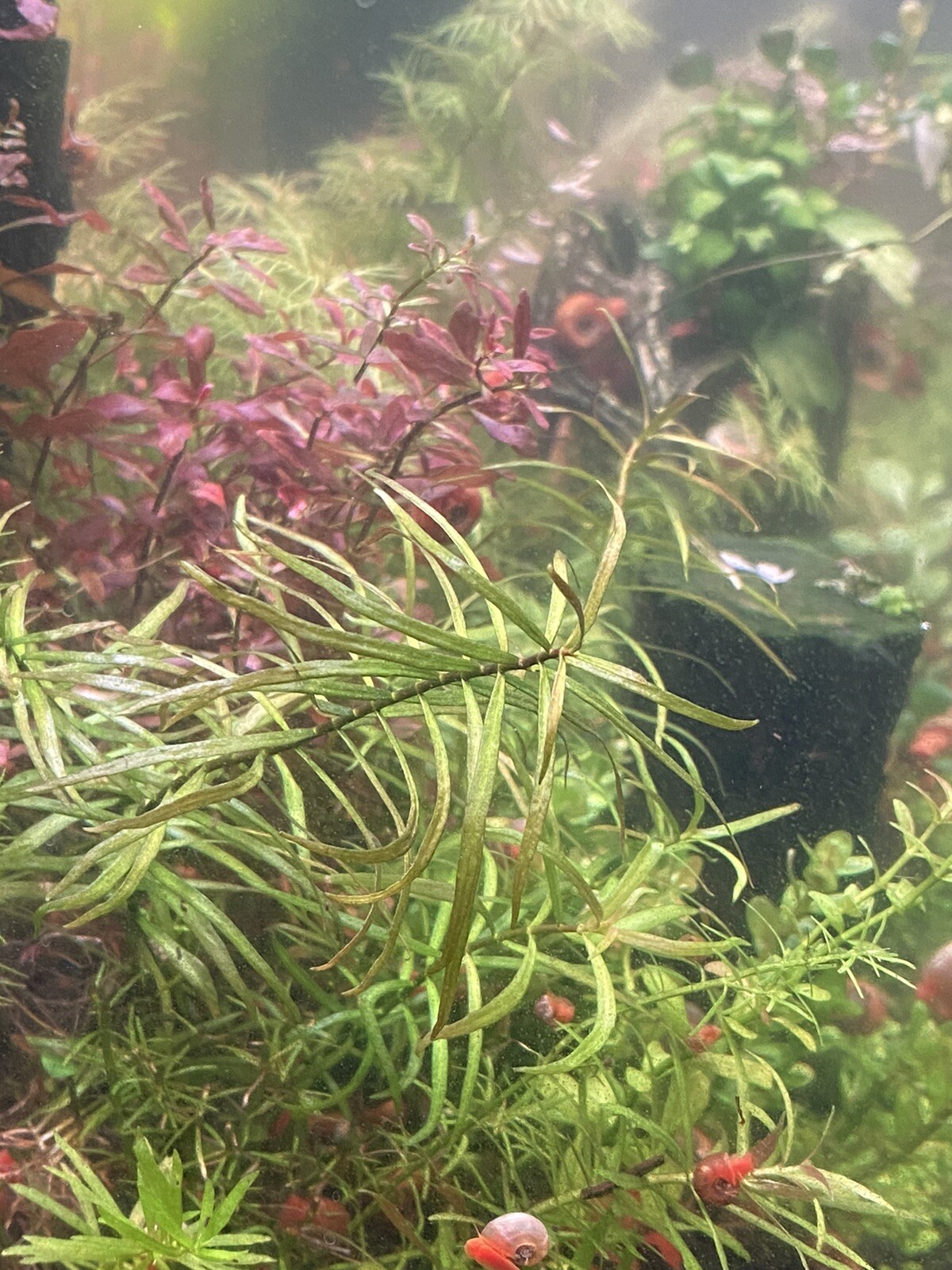 2 Bunches Monte Carlo Micranthemum carpet Low Tech aquarium (+Mystery Plant)